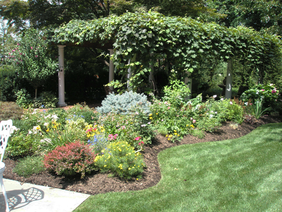 Pergola with Grape Vines - Summer View